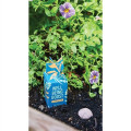 Modern Sprout® Encouragement Seed Bomb
