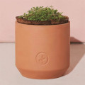 Modern Sprout® Tiny Terracotta Grow Kit Thank You Daisies