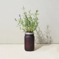 Modern Sprout® Indoor Herb Garden Kit