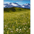 Scenic Desk Pad