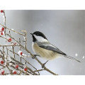Products Songbirds Appointment Calendar - Stapled