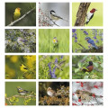 Products Songbirds Appointment Calendar - Stapled