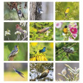Products Songbirds Appointment Calendar - Stapled