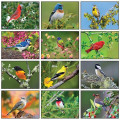 Songbirds Appointment Calendar - Stapled