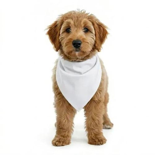 ROVERREADY Pet Bandana