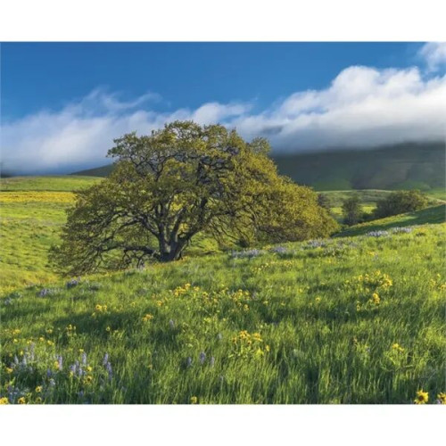 Triumph® Calendars Motivations Desk Pad