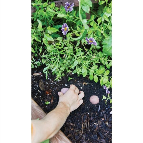 Modern Sprout® Encouragement Seed Bomb