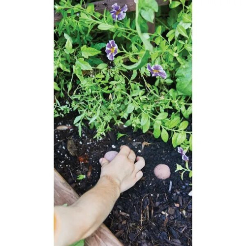 Modern Sprout® Encouragement Seed Bomb