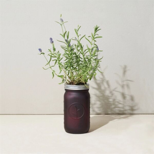 Modern Sprout® Indoor Herb Garden Kit