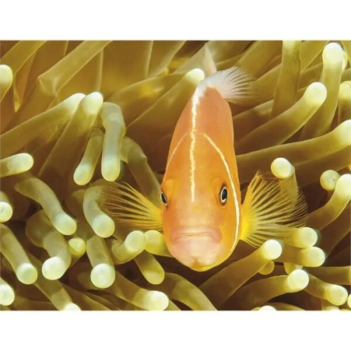 Good Value™ Ocean Glory - Stapled Calendar