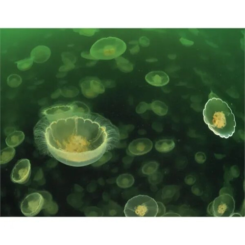 Good Value™ Ocean Glory - Stapled Calendar