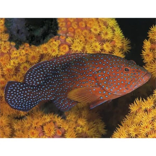 Good Value™ Ocean Glory - Stapled Calendar