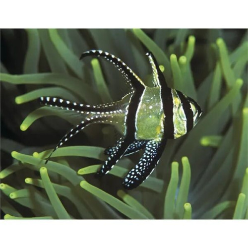 Good Value™ Ocean Glory - Stapled Calendar