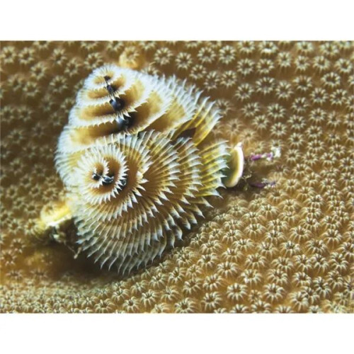 Good Value™ Ocean Glory - Stapled Calendar