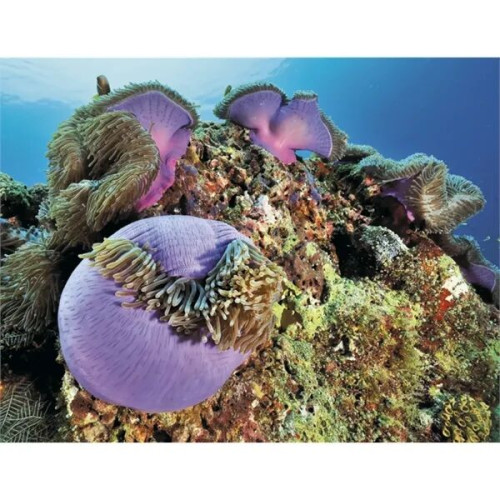 Good Value™ Ocean Glory - Stapled Calendar