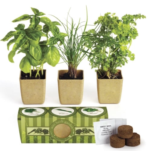 Growpot Eco-Planter Herb 3-Pack