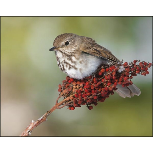 Birds of North America - Spiral