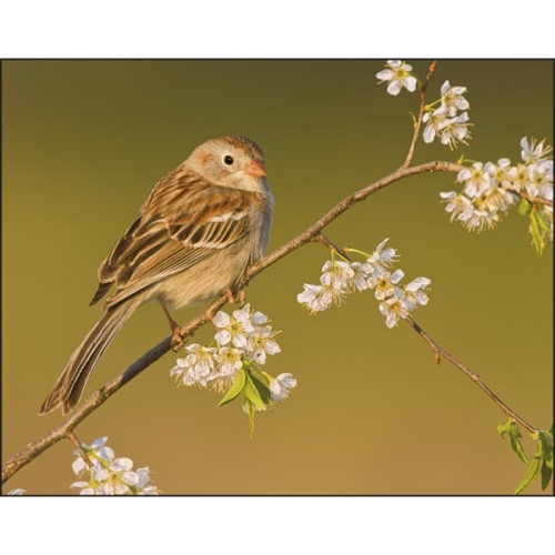 Birds of North America - Spiral