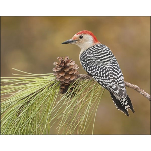 Birds of North America - Spiral