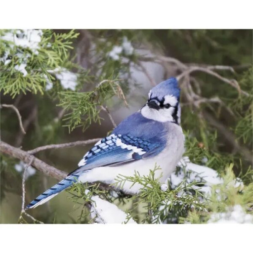 Products Songbirds Appointment Calendar - Stapled